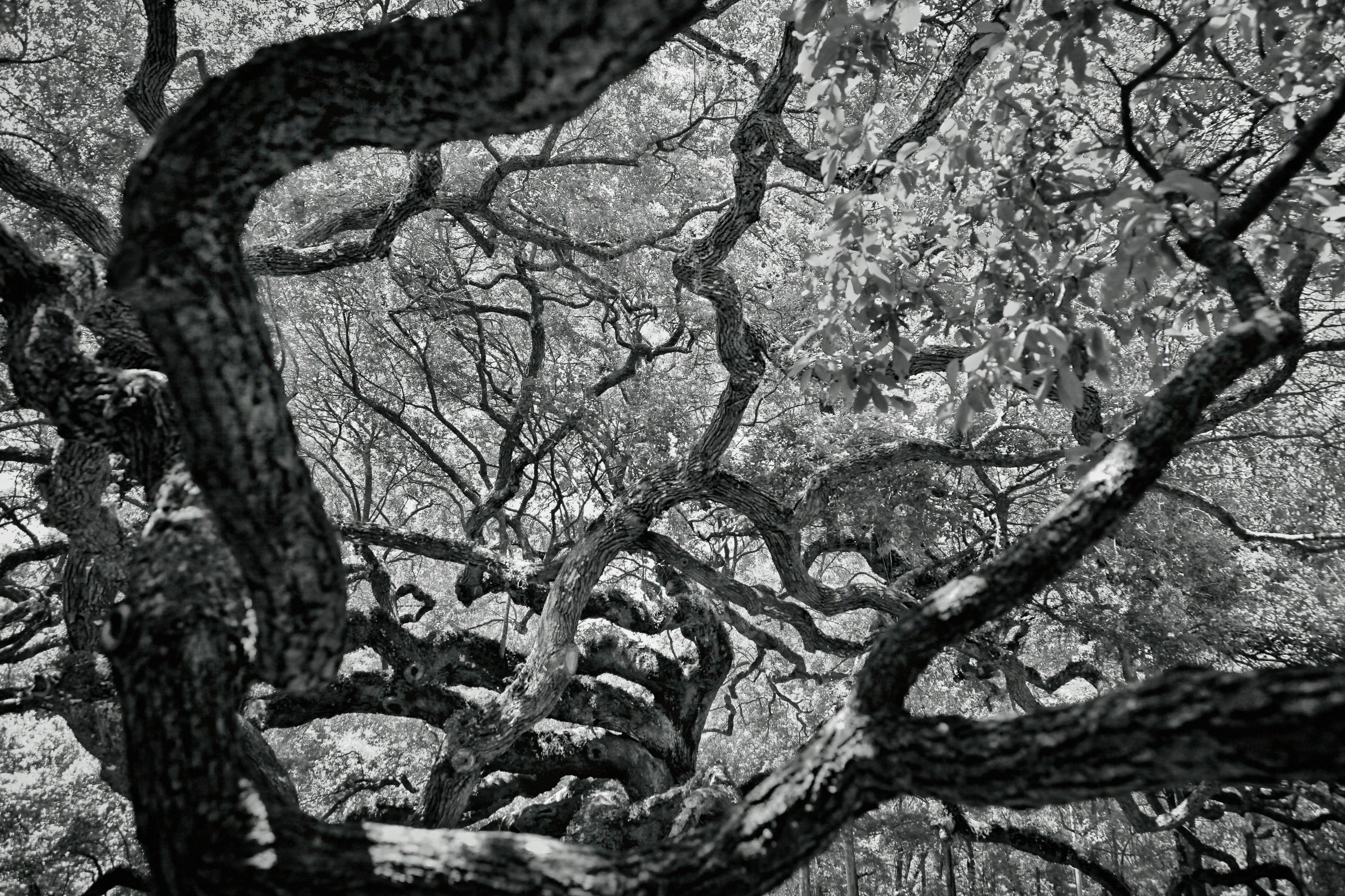 Tresnitt: Slik påvirker det utseendet til tremøblene.